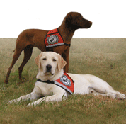 visla and yellow labrador retriever service dogs